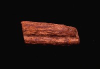 藏品(鹿角)的圖片